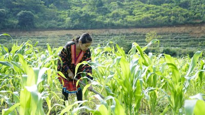 Tỷ lệ nghèo giảm còn 4,06%, mô hình sinh kế vượt 10.500 dự án