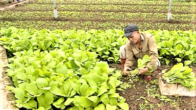 Hà Nội triển khai quy định mới tại các vùng sản xuất nông nghiệp tập trung Hà Nội triển khai quy định mới tại các vùng sản xuất nông nghiệp tập trung