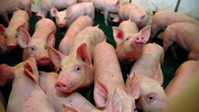 Nguồn cung thực phẩm dồi dào trước nhu cầu tăng mạnh dịp Tết