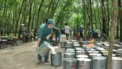 Xuất khẩu cao su đạt 1,98 tỷ USD, tăng mạnh về trị giá 