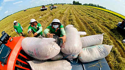 Gạo Việt giữ vị thế xuất khẩu bất chấp áp lực thị trường Gạo Việt giữ vị thế xuất khẩu bất chấp áp lực thị trường