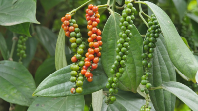 Tìm hướng đưa nông, lâm, thủy sản Quảng Trị sang EU Tìm hướng đưa nông, lâm, thủy sản Quảng Trị sang EU