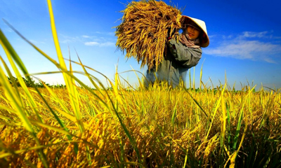 EMAGAZINE: Gạo Việt Nam vươn lên vị trí số 2 thế giới: Hành trình từ đồng ruộng đến bàn ăn toàn cầu