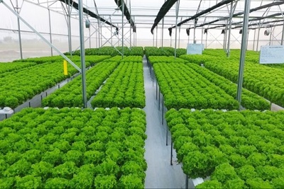 Đẩy mạnh đầu tư vào nông nghiệp carbon thấp
