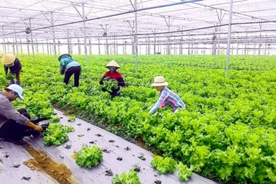 Phát triển nền kinh tế carbon thấp, có khả năng chống chịu với khí hậu