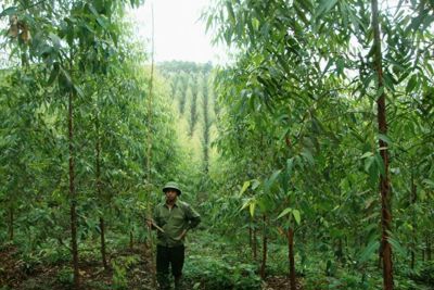 Thí điểm quản lý tài chính thỏa thuận chi trả giảm phát thải khí nhà kính