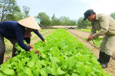 Xuất cấp 22 tấn hạt giống rau từ nguồn dự trữ quốc gia hỗ trợ nhân dân 2 tỉnh
