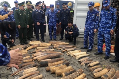Bắt giữ gần 500 kg ngà voi nhập khẩu trái phép từ châu Phi
