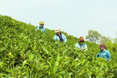 Doanh nghiệp hưởng lợi nhờ chương trình hỗ trợ nâng cao năng suất chất lượng