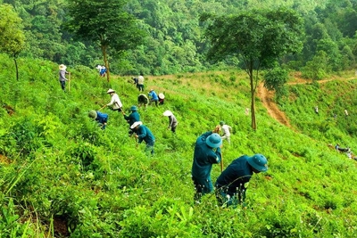 Hỗ trợ khoán bảo vệ rừng tối đa 450 nghìn đồng/ha/năm
