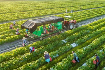 Định hướng hoàn thiện chính sách thuế hỗ trợ phát triển nông nghiệp xanh ở Việt Nam