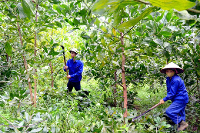Đánh giá thực trạng nguồn nhân lực trong các công ty lâm nghiệp Tuyên Quang
