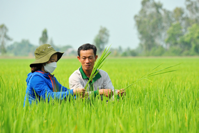 Điều tra, khảo sát chi phí sản xuất và giá thành thóc vụ Hè Thu 2023
