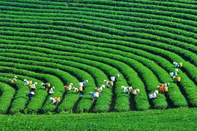 Đồng bộ các giải pháp phát triển tăng trưởng xanh lĩnh vực nông nghiệp