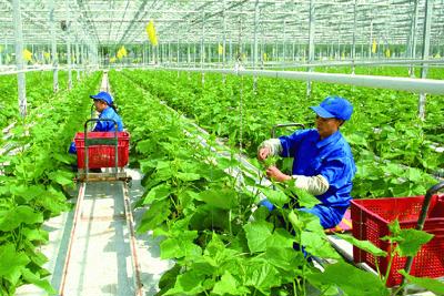 Giải pháp khuyến khích các trang trại chuyển đổi hoạt động thành doanh nghiệp