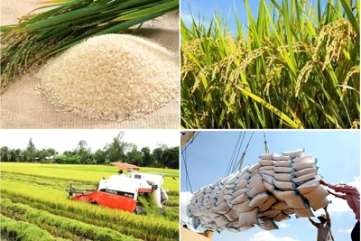 Đầu tư cổ phiếu nào khi rủi ro an ninh lương thực toàn cầu tăng?