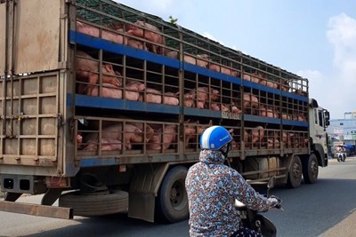 Xử lý nghiêm các trường hợp buôn bán, vận chuyển trái phép lợn qua biên giới vào Việt Nam