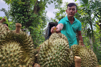 Không để sầu riêng trở thành "sầu chung"