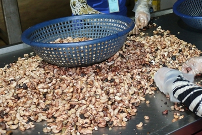Khởi tố hình sự vụ buôn lậu trên 78.000 tấn hạt điều