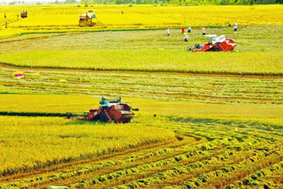 Nỗ lực giảm phát thải ròng trong sản xuất lúa gạo