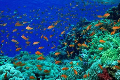 Các thách thức trong bảo tồn, sử dụng bền vững đại dương, biển, các nguồn lợi của biển