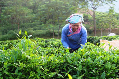 Sản xuất nông, lâm nghiệp và thủy sản 10 tháng năm 2023