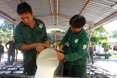 Ngành cao su hướng đến tăng trưởng xanh, bền vững