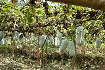 Bắc Kạn nỗ lực triển khai hoàn thành tốt công tác khuyến công năm 2024