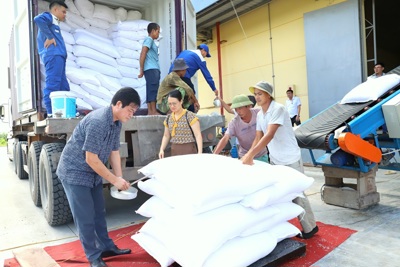 Phát huy hiệu quả kiểm tra, giám sát chất lượng gạo nhập kho dự trữ quốc gia Phát huy hiệu quả kiểm tra, giám sát chất lượng gạo nhập kho dự trữ quốc gia