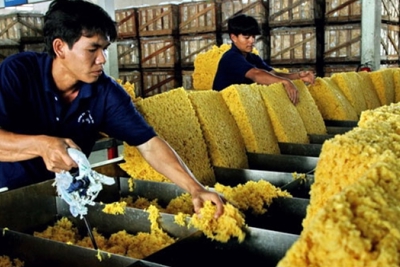 Ngành cao su nỗ lực tăng cạnh tranh từ tăng năng suất, chất lượng