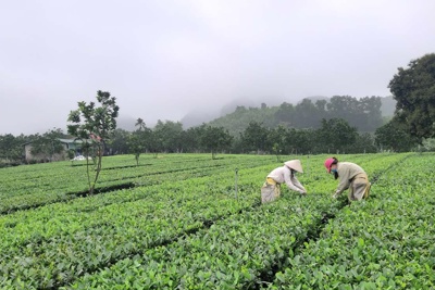 Chi phát triển kinh tế nông, lâm nghiệp bền vững gắn với bảo vệ rừng và nâng cao thu nhập cho người dân