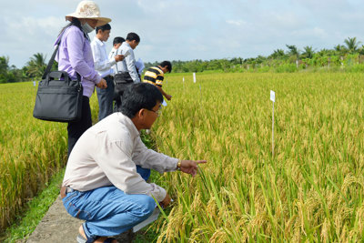 Ưu tiên kinh phí chọn tạo giống cây trồng mới thích ứng với biến đổi khí hậu