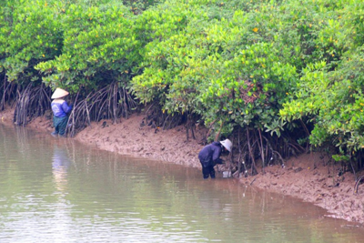 Hỗ trợ dự án bảo vệ rừng, chống biến đổi khí hậu tại TP. Cần Thơ