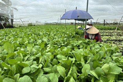 Hiện thực hóa chiến lược trồng trọt giảm phát thải quy mô quốc gia