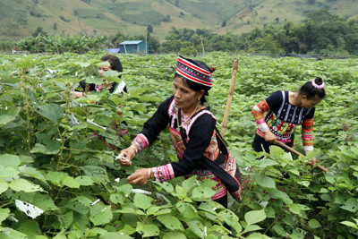 Lào Cai xây dựng nông thôn mới thích ứng linh hoạt với biến đổi khí hậu