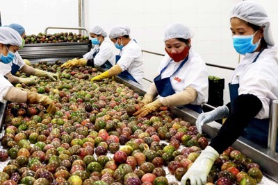 Giải pháp nào để xuất khẩu bền vững vào các thị trường FTA?