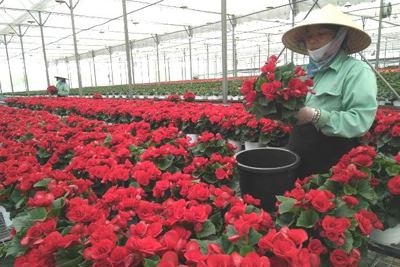 Xóa bỏ sản xuất manh mún, nhỏ lẻ