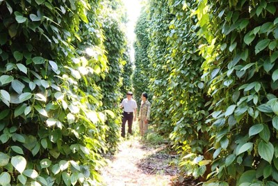 Đắk Nông tái cơ cấu ngành nông nghiệp để xuất khẩu sản phẩm