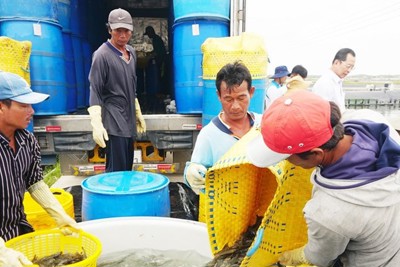 Năm 2022, xuất khẩu thủy sản của Sóc Trăng đạt hơn 1 tỷ USD
