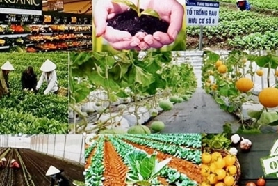 Nhân rộng mô hình nông nghiệp xanh