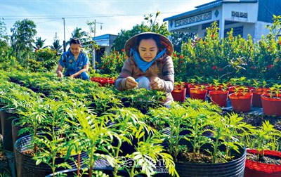 Kỳ vọng vụ mùa cuối năm
