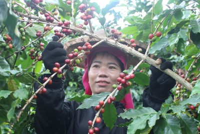 Đẩy mạnh hợp tác trong chương trình OCOP