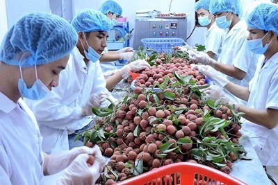 Sức ép "Tăng trưởng xanh" với xuất khẩu nông sản vào EU