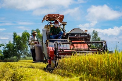 Giá lương thực thế giới giảm tháng thứ 10 liên tiếp