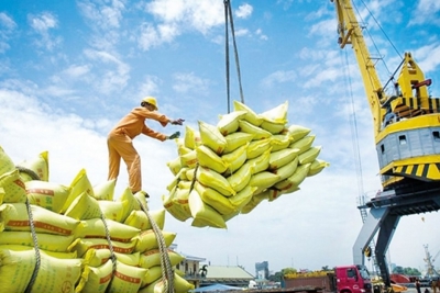 Xuất khẩu gạo có tín hiệu vui