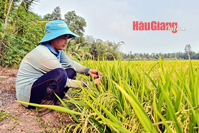 Đề án 1 triệu ha lúa chất lượng cao: Tăng thu nhập cho nông dân