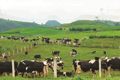 Đề nghị bổ sung đất cho chăn nuôi vào dự thảo Luật Đất đai (sửa đổi)