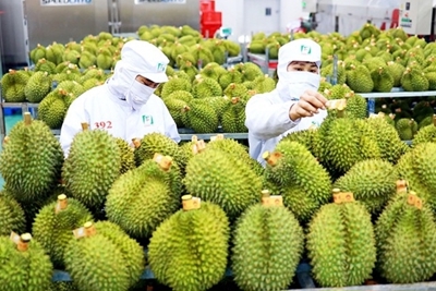 Xuất khẩu rau quả sẽ lập kỷ lục mới