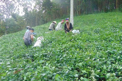 Sản phẩm OCOP thúc đẩy phát triển kinh tế nông thôn