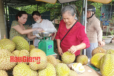 Sầu riêng mùa nghịch có giá cao ngất ngưởng
